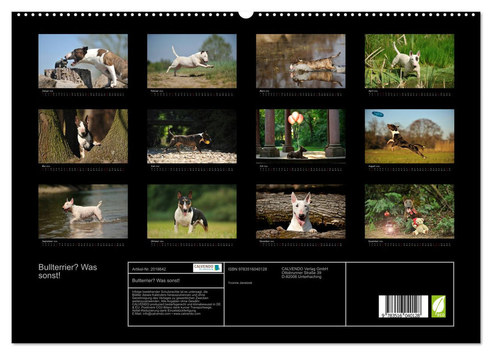 Bullterrier? Was sonst! (CALVENDO Premium Wandkalender 2026)