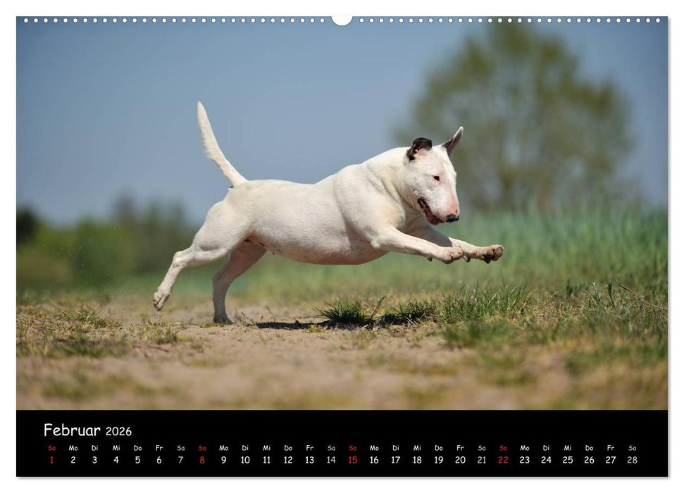 Bullterrier? Was sonst! (CALVENDO Premium Wandkalender 2026)