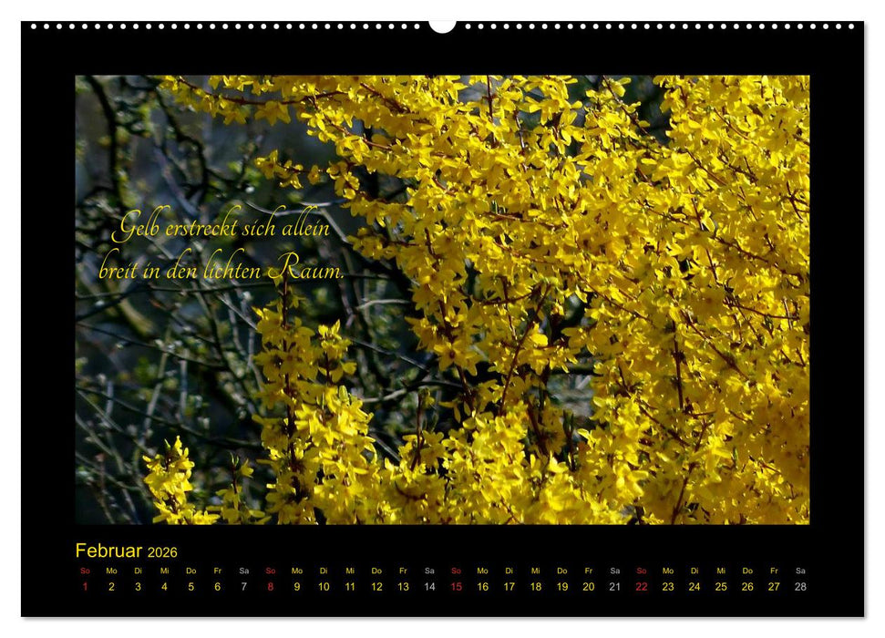 Goethes Gelb Gedanken zur Farbe (CALVENDO Premium Wandkalender 2026)