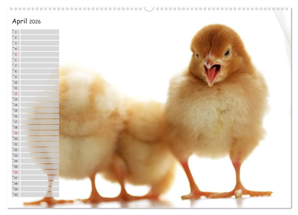 Tierisches aus der Küken-Welt (CALVENDO Premium Wandkalender 2026)