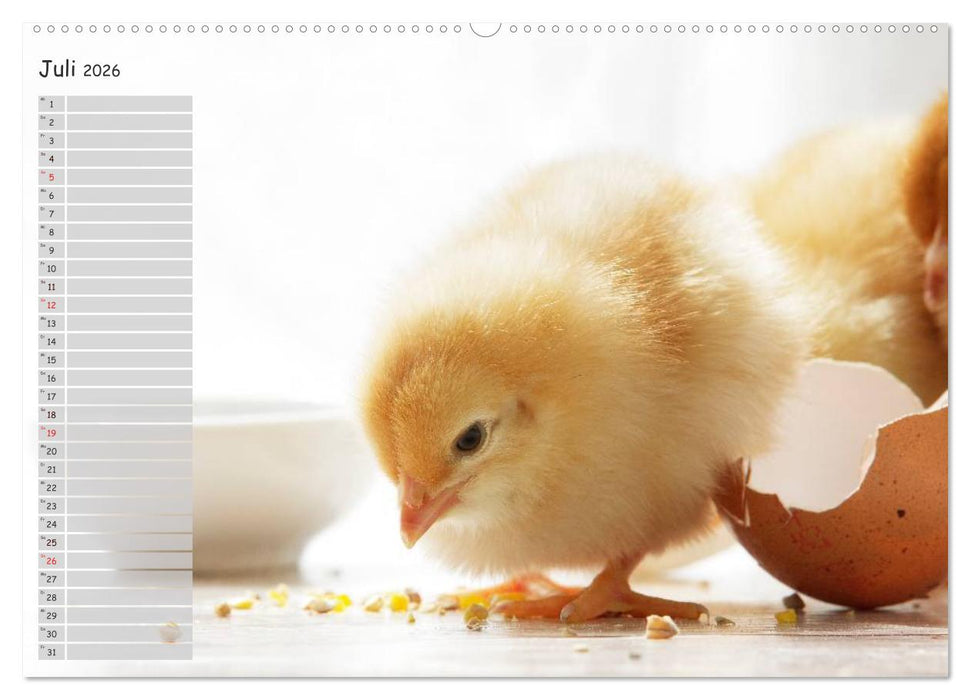 Tierisches aus der Küken-Welt (CALVENDO Premium Wandkalender 2026)