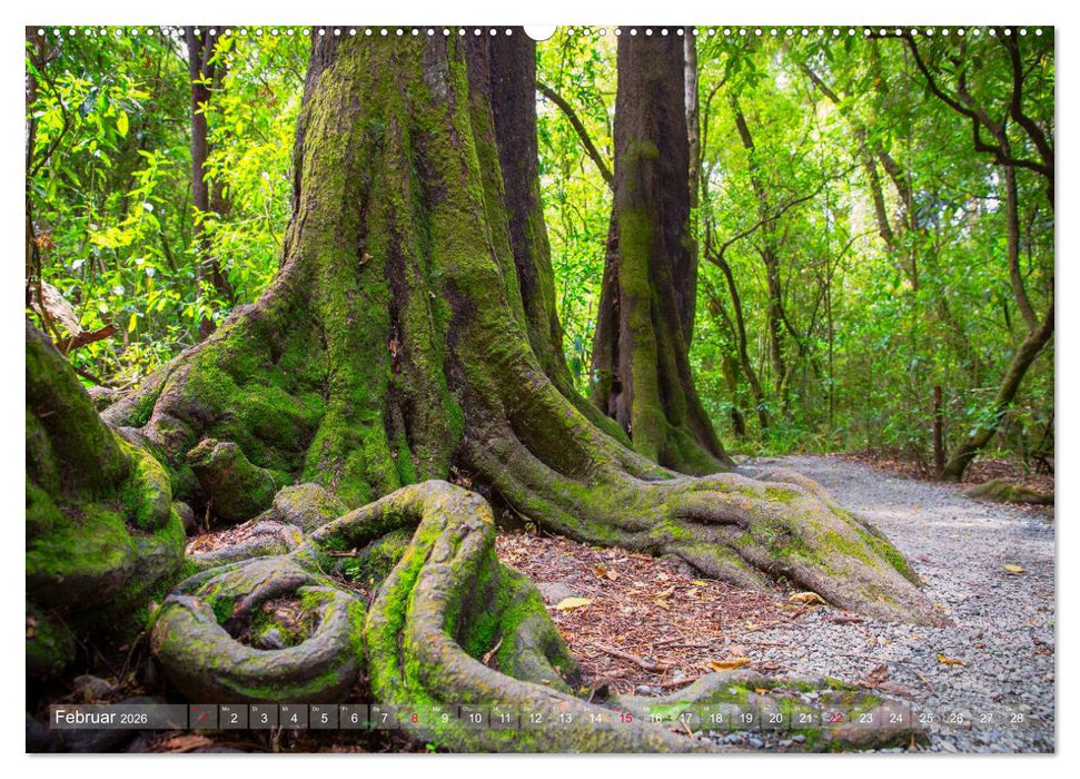 Traumhafte Wege - Unterwegs auf Neuseelands Südinsel (CALVENDO Premium Wandkalender 2026)