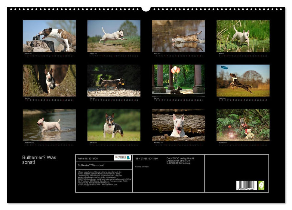 Bullterrier? Was sonst! (CALVENDO Wandkalender 2026)