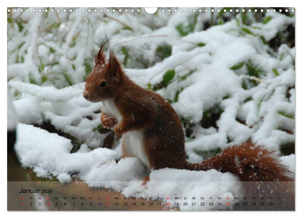 Spaß mit Eichhörnchen! (CALVENDO Wandkalender 2026)
