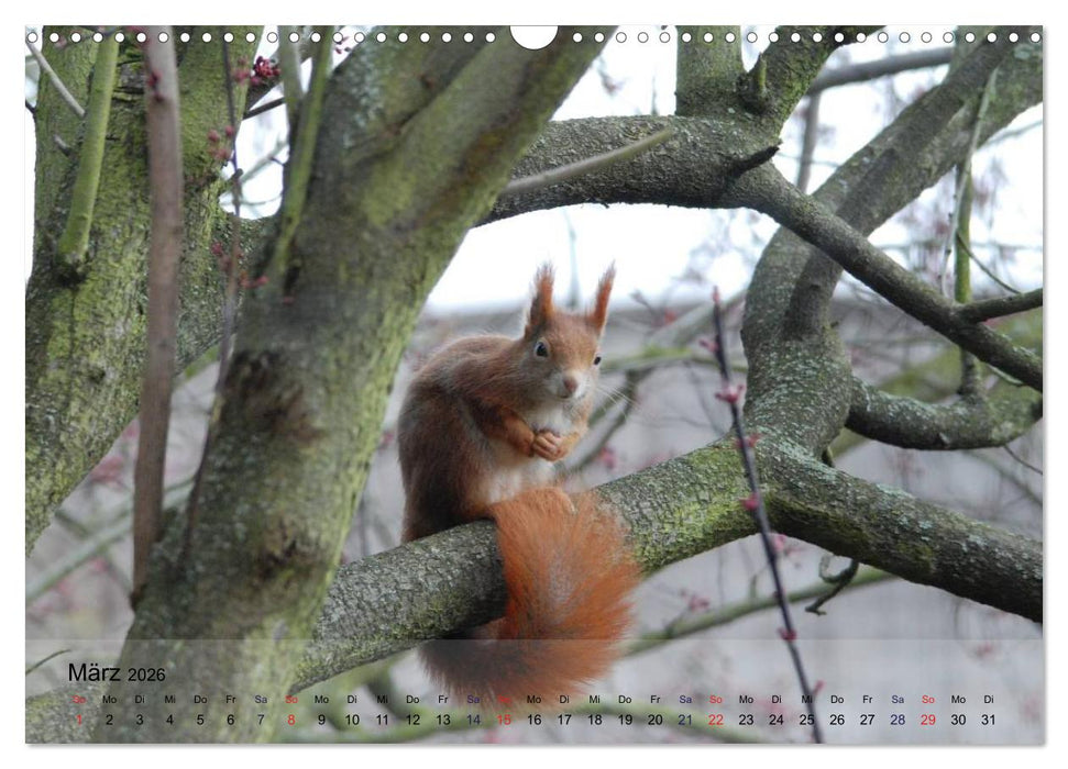 Spaß mit Eichhörnchen! (CALVENDO Wandkalender 2026)