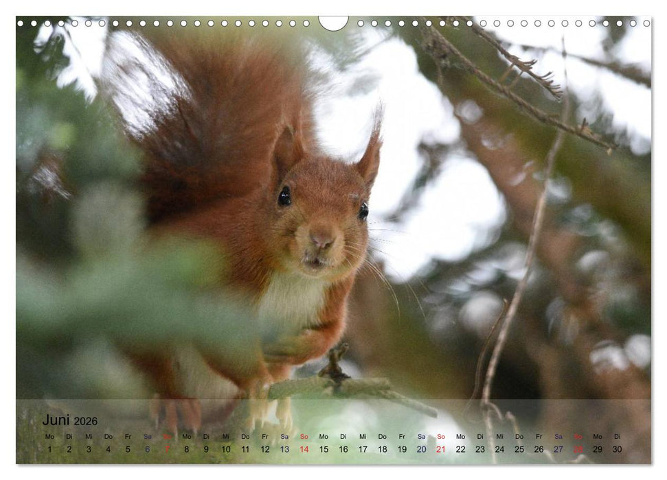 Spaß mit Eichhörnchen! (CALVENDO Wandkalender 2026)
