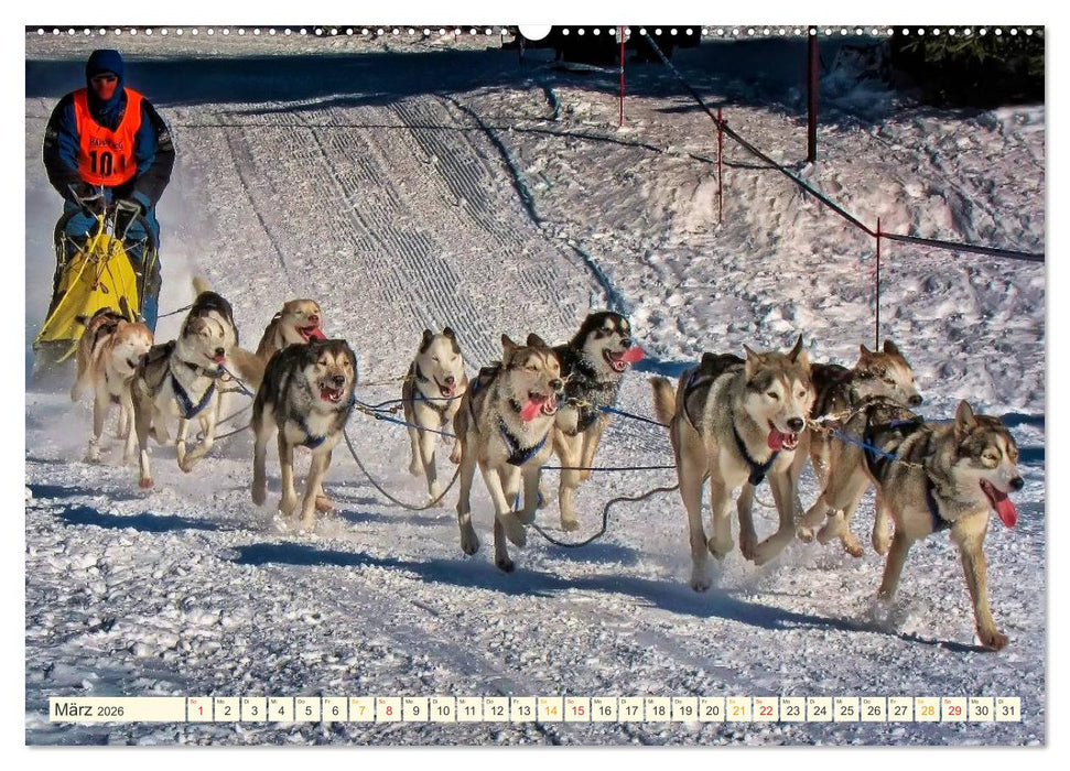 Bühne frei für - Alaska (CALVENDO Wandkalender 2026)