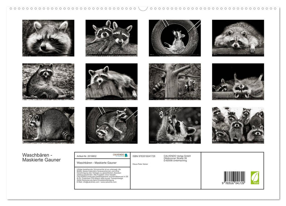 Waschbären - Maskierte Gauner (CALVENDO Premium Wandkalender 2026)