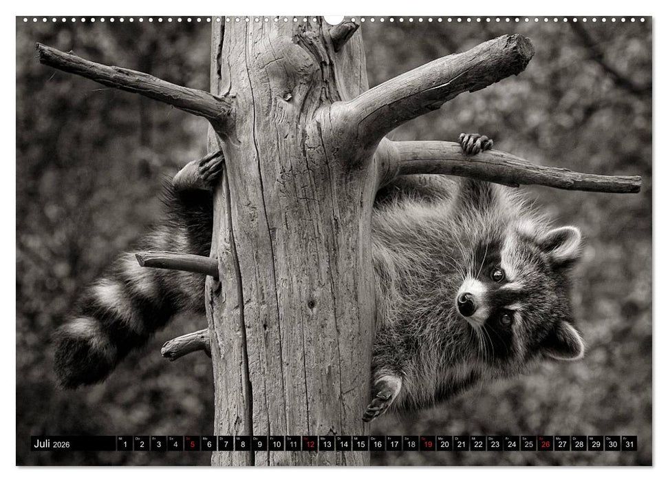 Waschbären - Maskierte Gauner (CALVENDO Premium Wandkalender 2026)