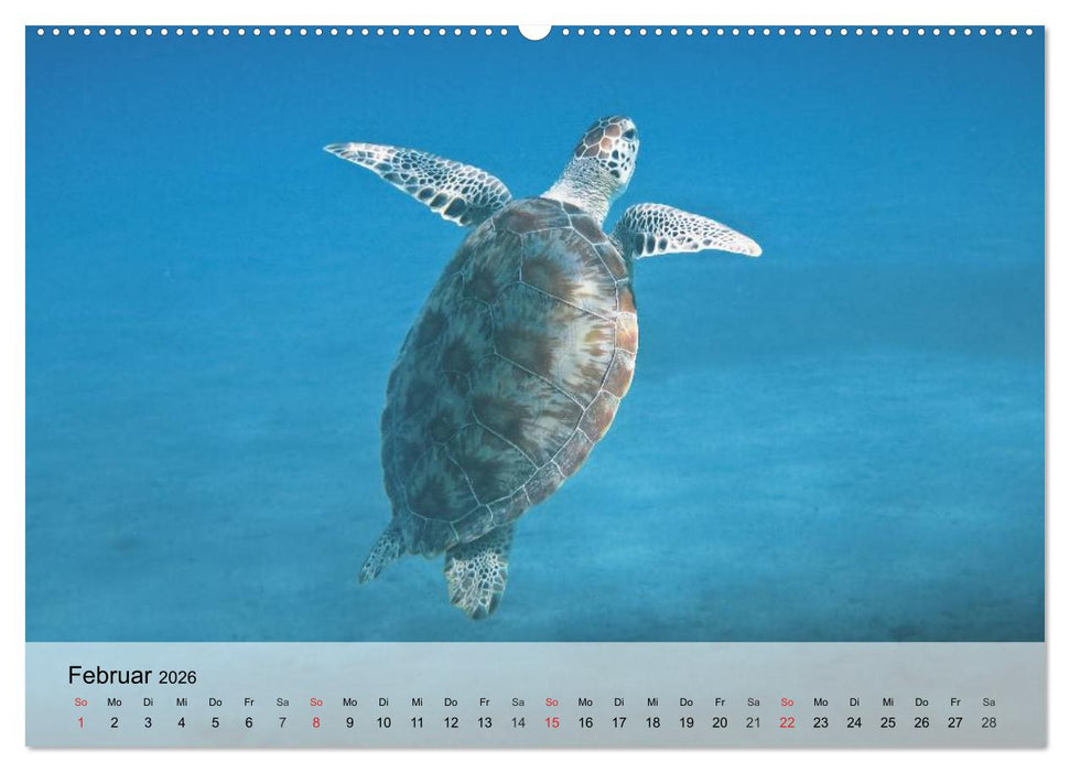Meeresschildkröten. Nomaden der Ozeane (CALVENDO Premium Wandkalender 2026)