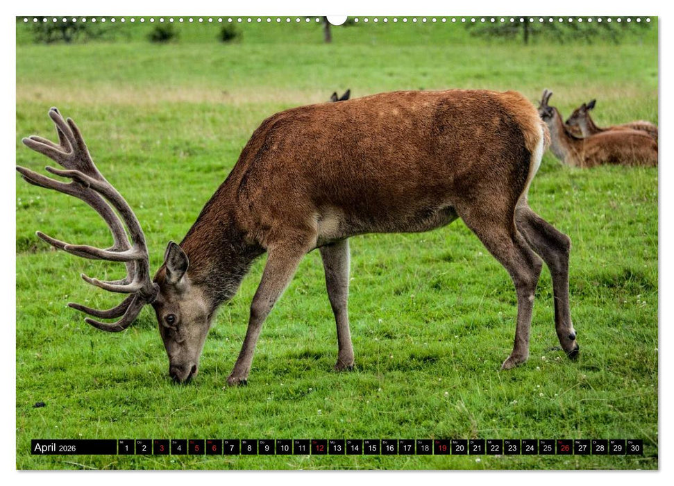 Schönes Südwest-Deutschland Streifzüge zwischen Rhein, Rebland und Schwarzwald (CALVENDO Wandkalender 2026)