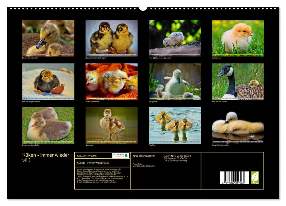 Küken - immer wieder süß (CALVENDO Premium Wandkalender 2026)