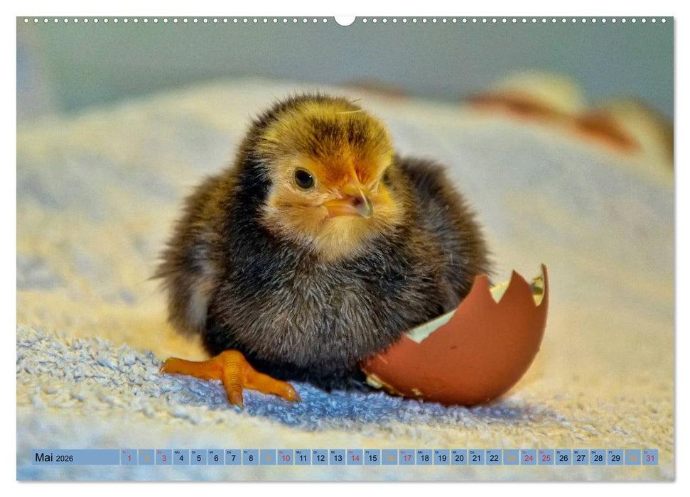 Küken - immer wieder süß (CALVENDO Premium Wandkalender 2026)
