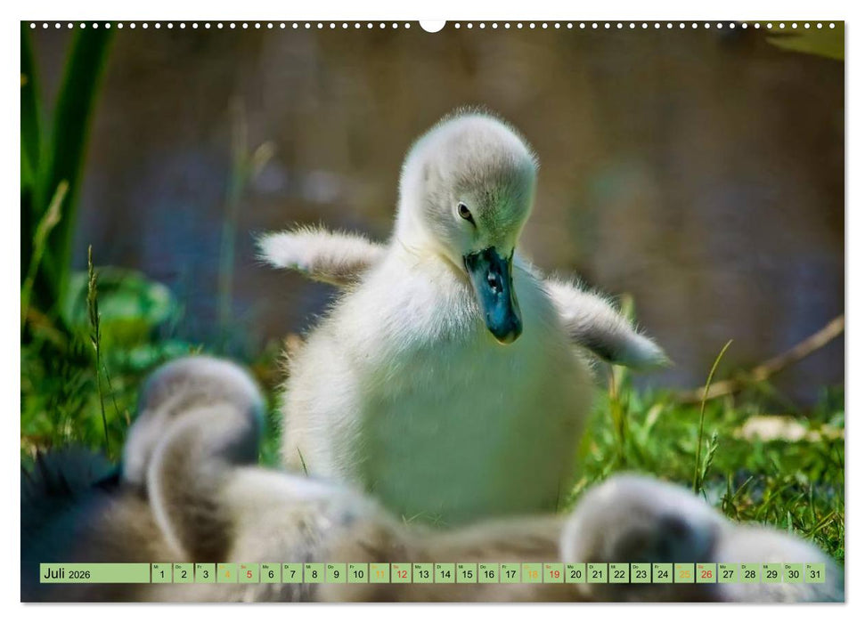 Küken - immer wieder süß (CALVENDO Premium Wandkalender 2026)