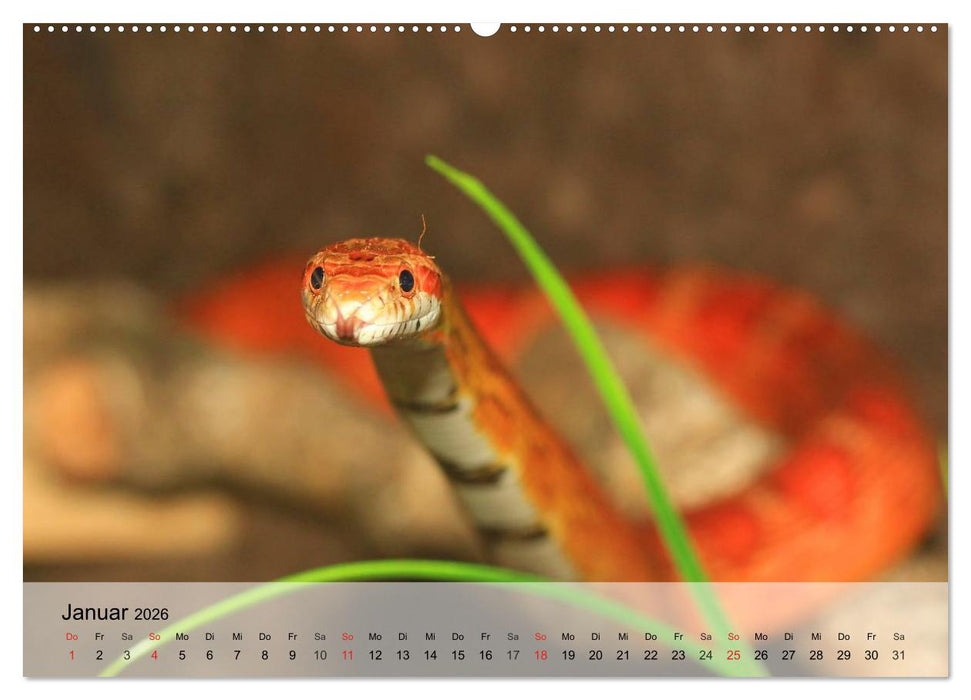 Kleine Reptilien (CALVENDO Premium Wandkalender 2026)