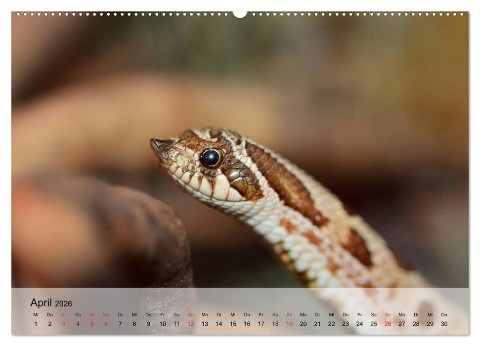 Kleine Reptilien (CALVENDO Premium Wandkalender 2026)