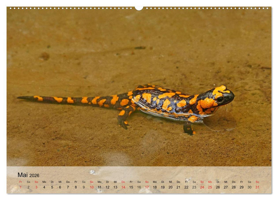 Kleine Reptilien (CALVENDO Premium Wandkalender 2026)