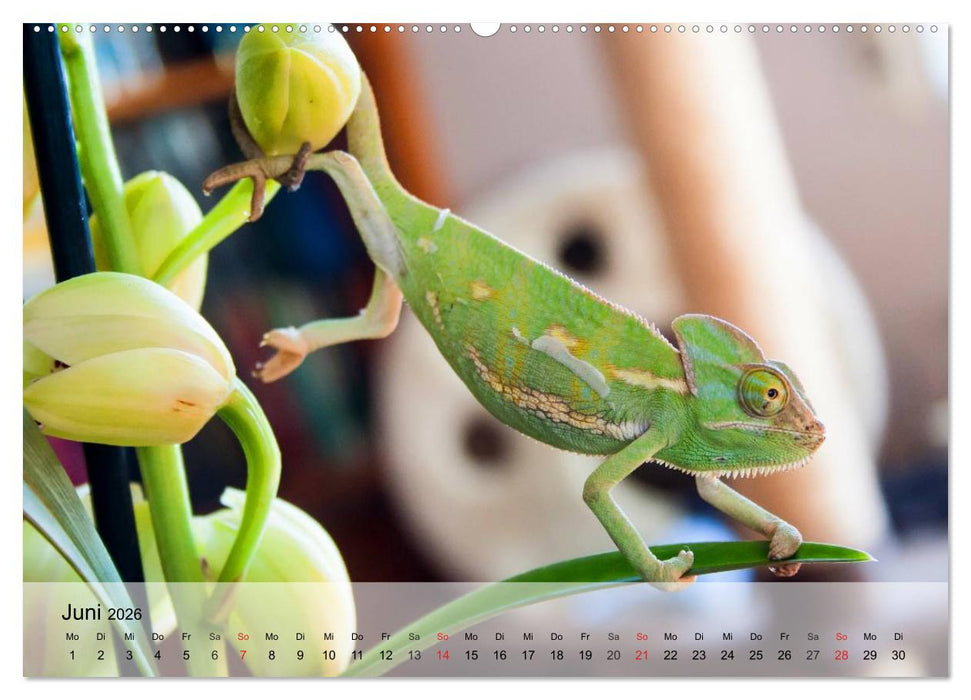 Kleine Reptilien (CALVENDO Premium Wandkalender 2026)