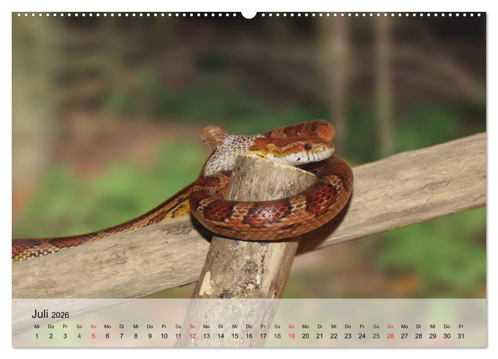 Kleine Reptilien (CALVENDO Premium Wandkalender 2026)