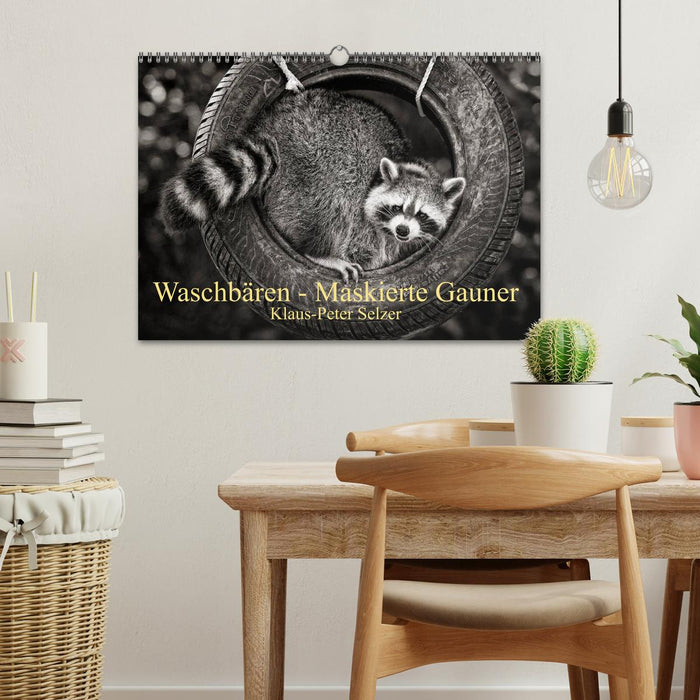 Waschbären - Maskierte Gauner (CALVENDO Wandkalender 2026)