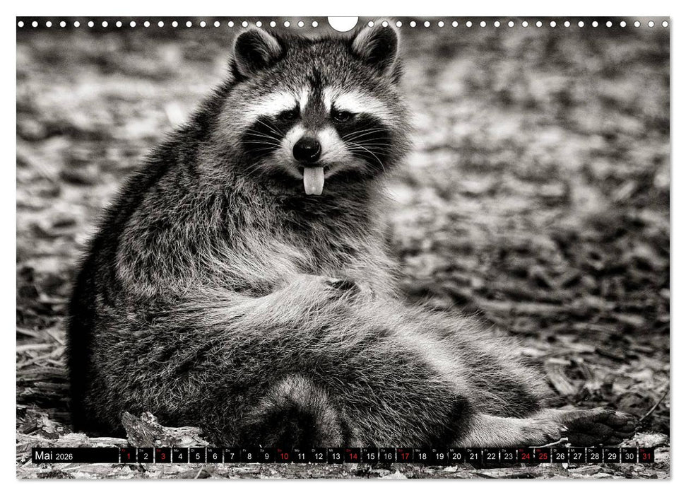 Waschbären - Maskierte Gauner (CALVENDO Wandkalender 2026)