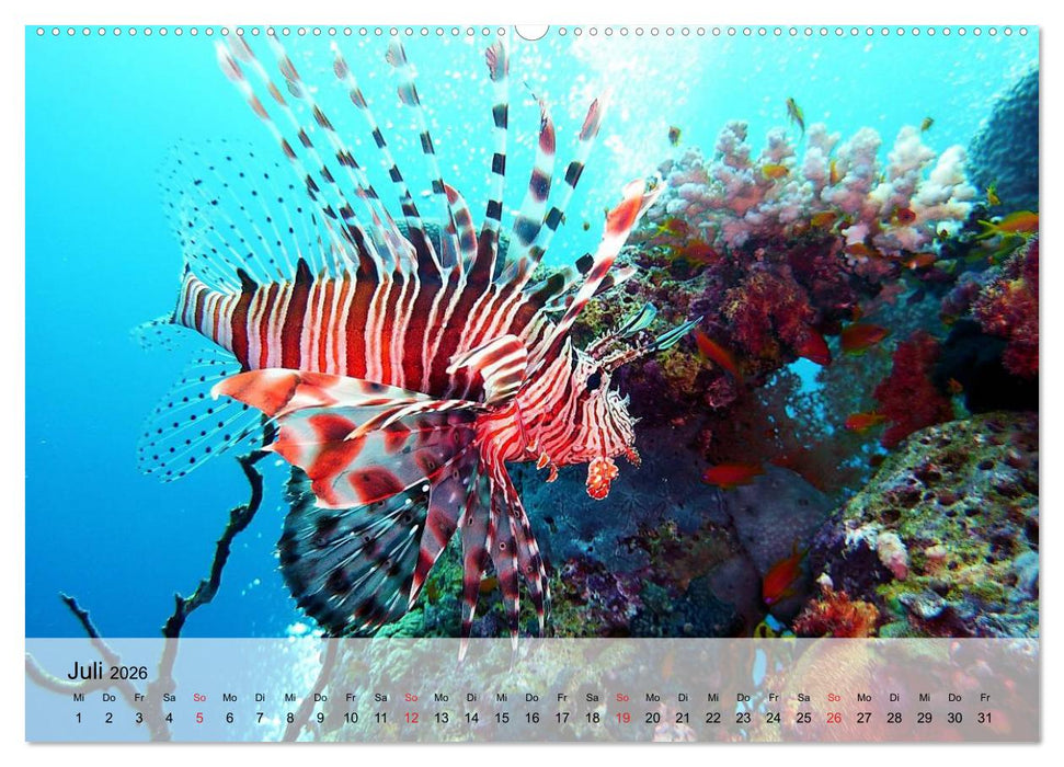 In der Meerestiefe. Fische und Korallen im ewigen Blau (CALVENDO Premium Wandkalender 2026)