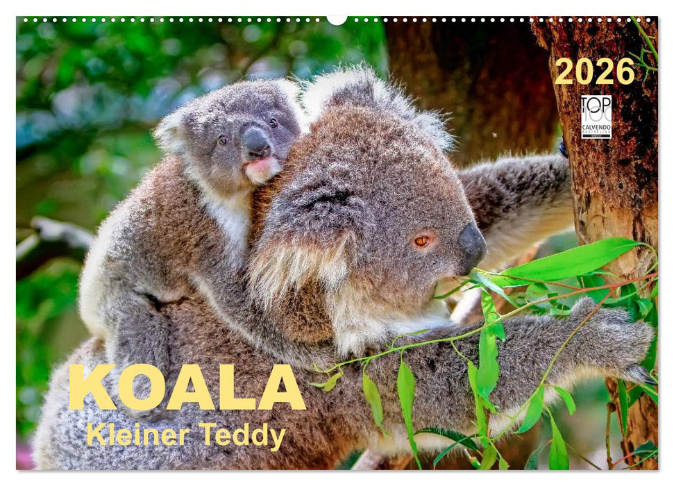 Koala - kleiner Teddy (CALVENDO Wandkalender 2026)