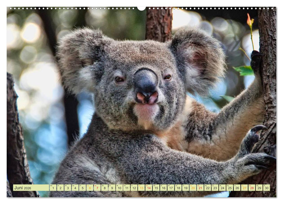 Koala - kleiner Teddy (CALVENDO Wandkalender 2026)