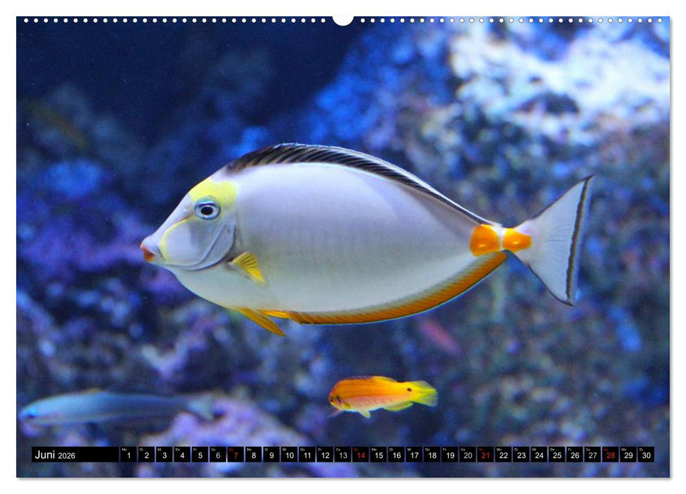 Paradiese im ewigen Blau. Die bunte Unterwasserwelt (CALVENDO Premium Wandkalender 2026)