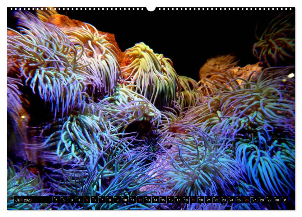Paradiese im ewigen Blau. Die bunte Unterwasserwelt (CALVENDO Premium Wandkalender 2026)