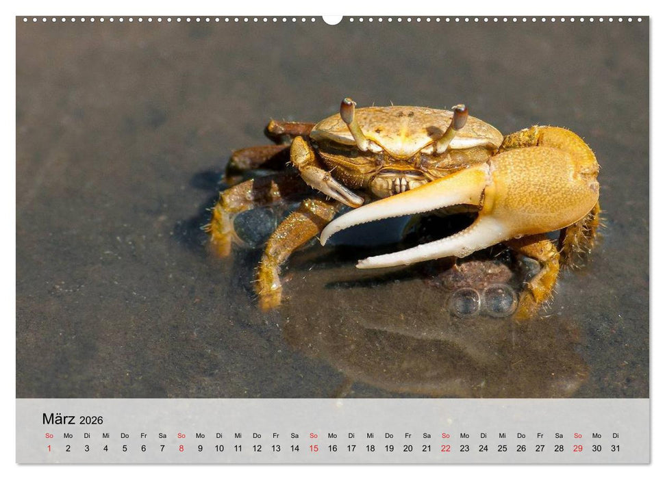 Krabben. Lustige Aliens (CALVENDO Premium Wandkalender 2026)