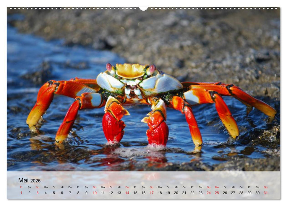 Krabben. Lustige Aliens (CALVENDO Premium Wandkalender 2026)