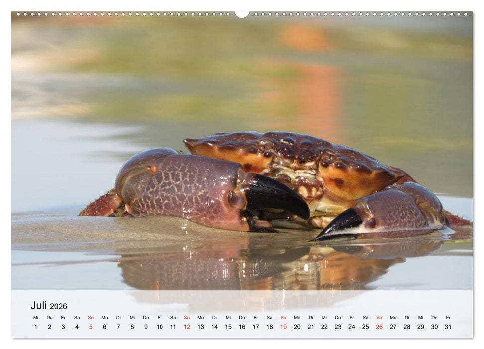 Krabben. Lustige Aliens (CALVENDO Premium Wandkalender 2026)
