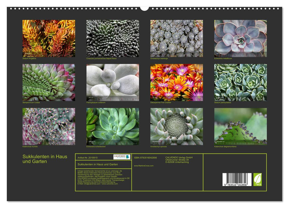 Sukkulenten in Haus und Garten (CALVENDO Premium Wandkalender 2026)