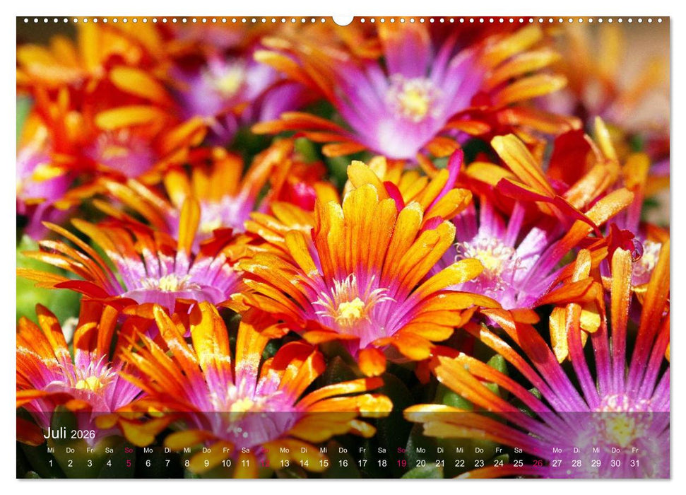 Sukkulenten in Haus und Garten (CALVENDO Premium Wandkalender 2026)