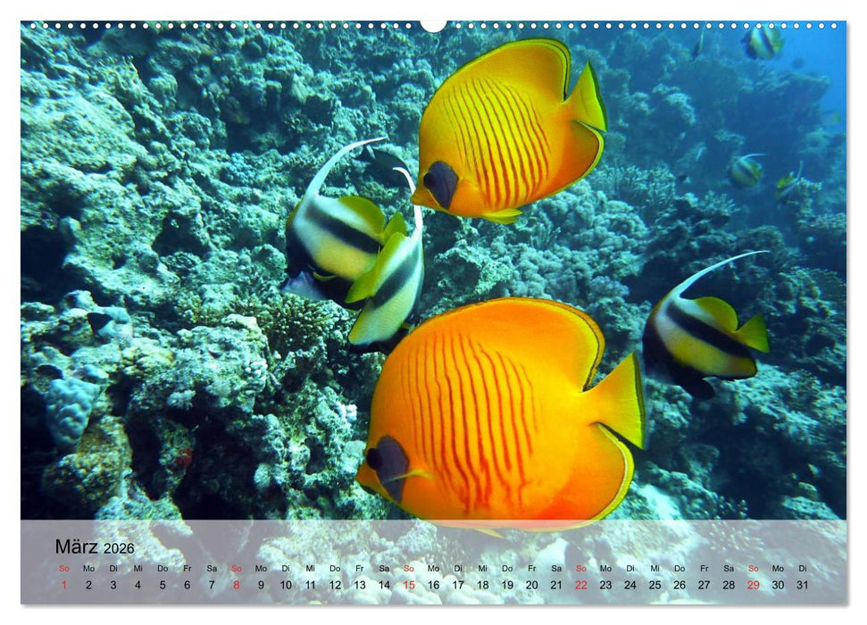 Knallbunte Wasserwelt. Die Welt der Fische (CALVENDO Premium Wandkalender 2026)