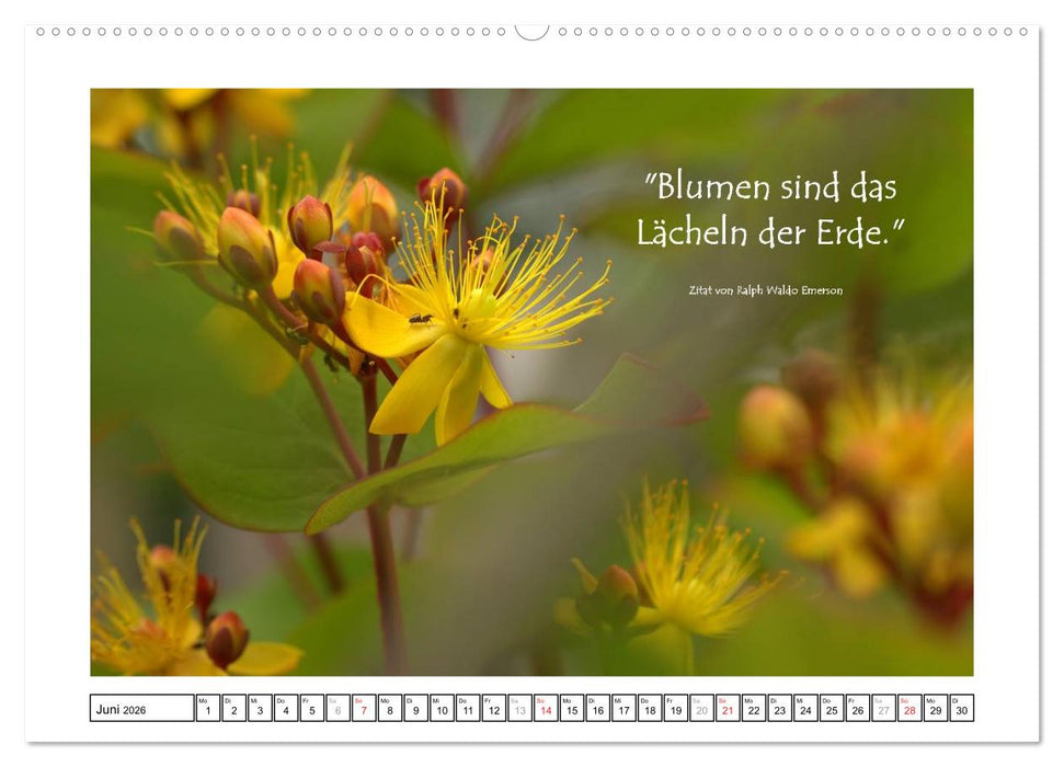 Zitate - Sammlung (CALVENDO Premium Wandkalender 2026)