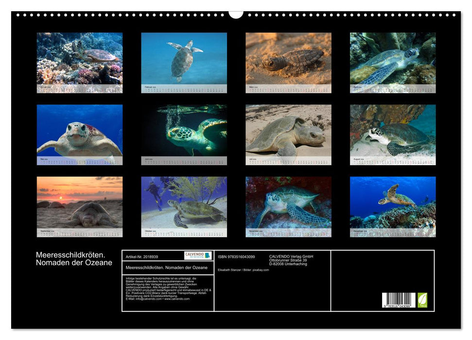 Meeresschildkröten. Nomaden der Ozeane (CALVENDO Wandkalender 2026)