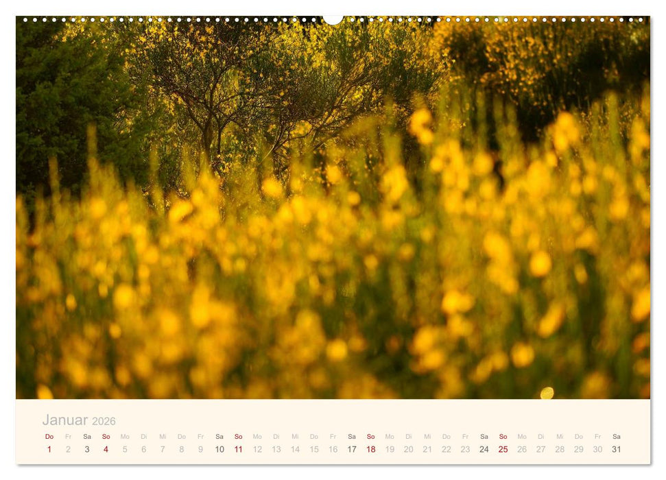 Unterwegs in den Marken (CALVENDO Premium Wandkalender 2026)