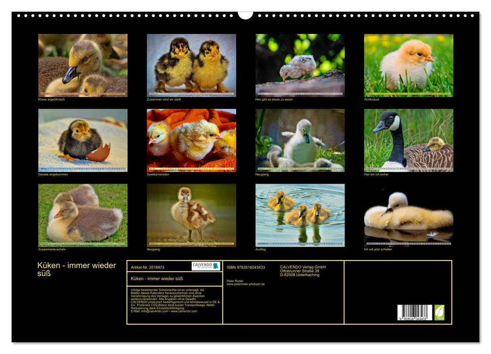 Küken - immer wieder süß (CALVENDO Wandkalender 2026)