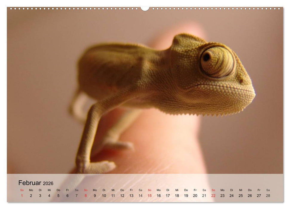 Kleine Reptilien (CALVENDO Wandkalender 2026)
