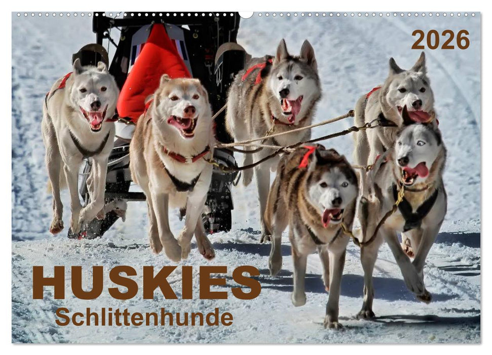 Huskies - Schlittenhunde (CALVENDO Wandkalender 2026)