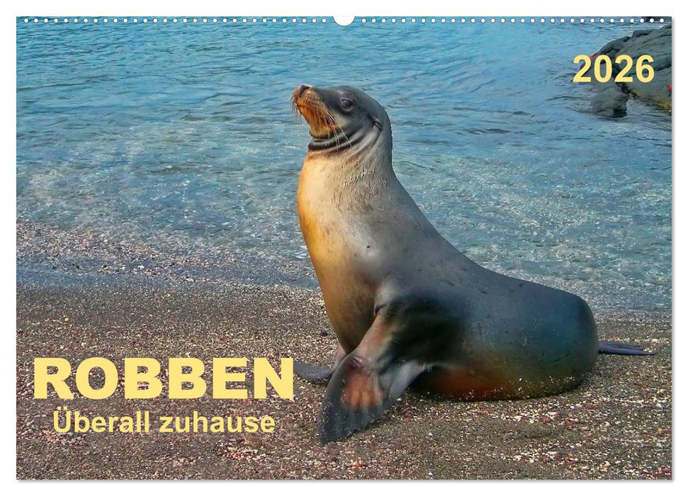 Robben - überall zuhause (CALVENDO Wandkalender 2026)