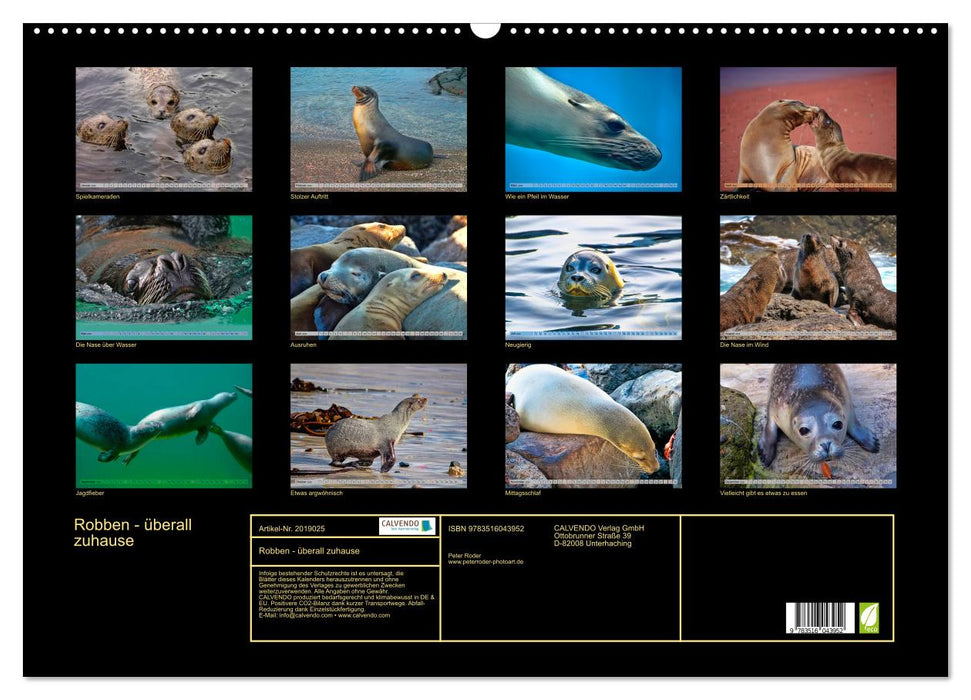 Robben - überall zuhause (CALVENDO Wandkalender 2026)