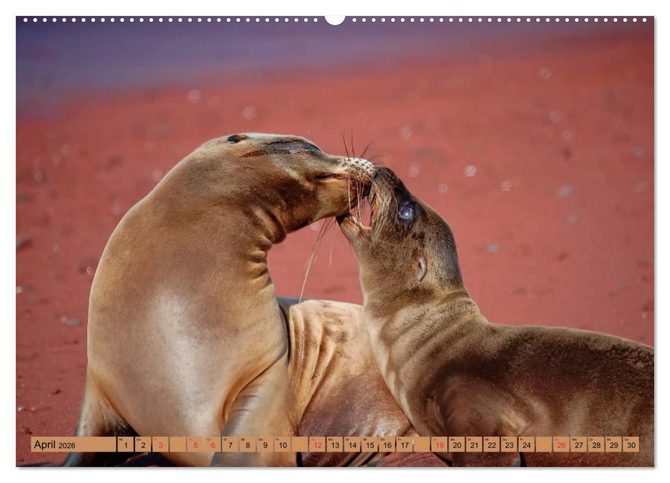Robben - überall zuhause (CALVENDO Wandkalender 2026)