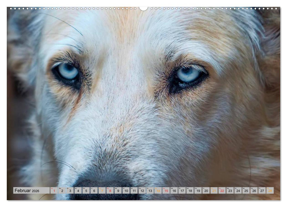 Huskies - Schlittenhunde (CALVENDO Premium Wandkalender 2026)