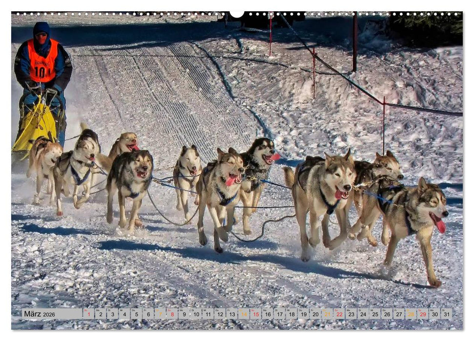 Huskies - Schlittenhunde (CALVENDO Premium Wandkalender 2026)