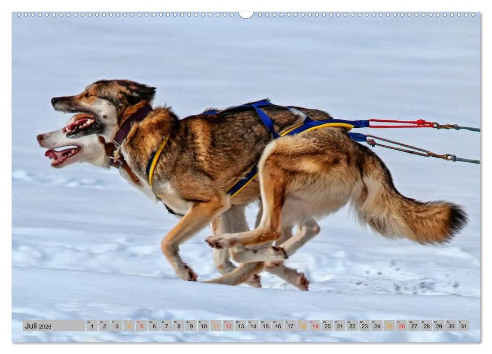 Huskies - Schlittenhunde (CALVENDO Premium Wandkalender 2026)