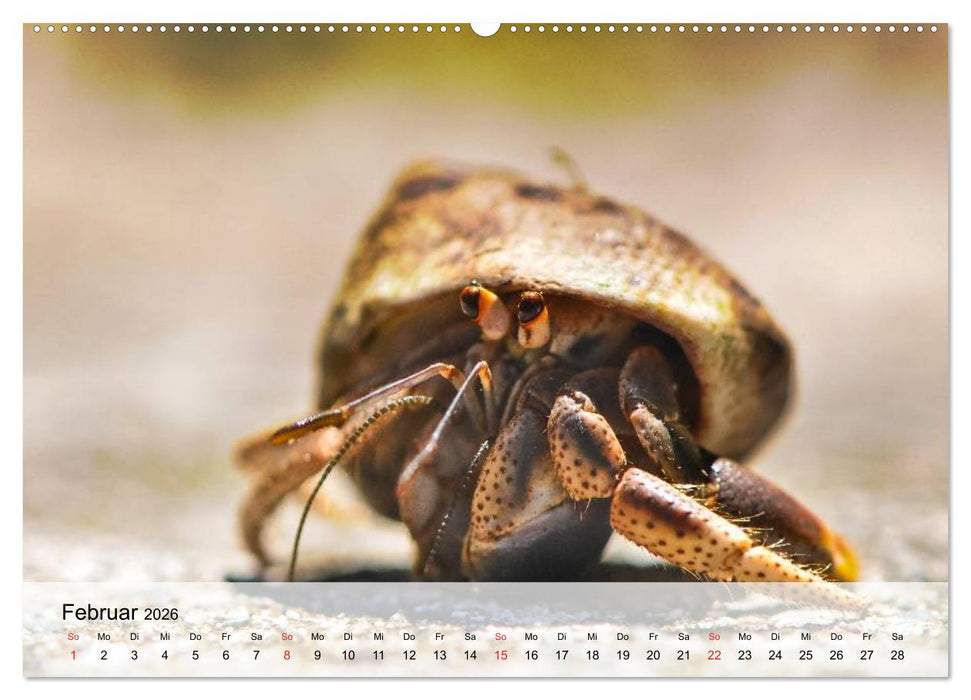 Krabben. Lustige Aliens (CALVENDO Wandkalender 2026)