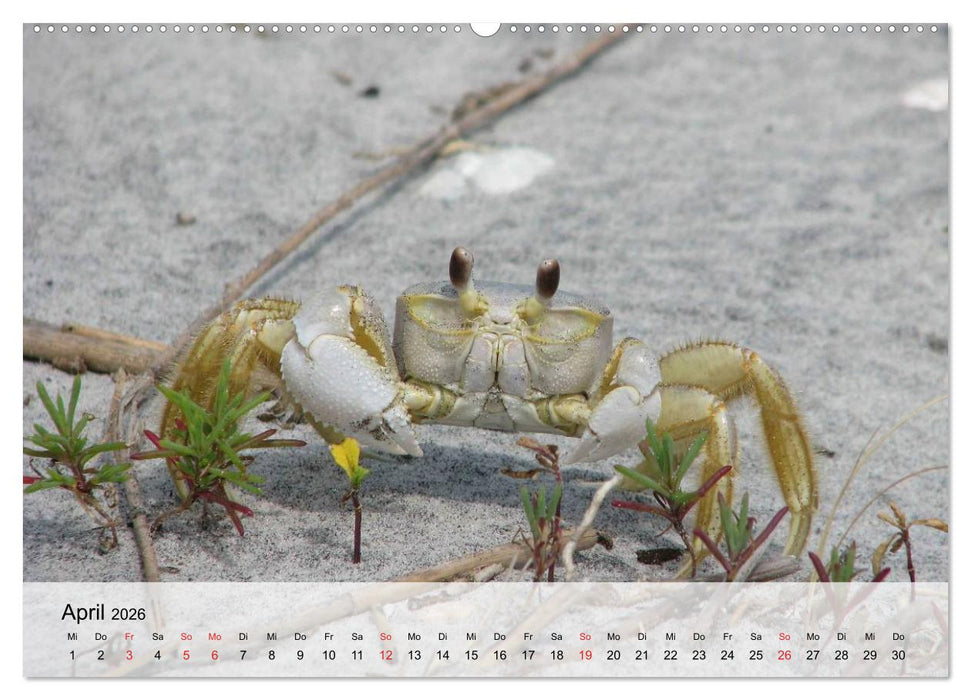 Krabben. Lustige Aliens (CALVENDO Wandkalender 2026)